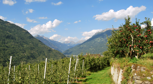 Apfelplantange Schweiz-Schweizer Äpfel