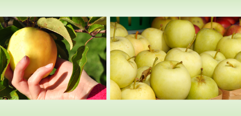 Bild Schweizer Äpfel